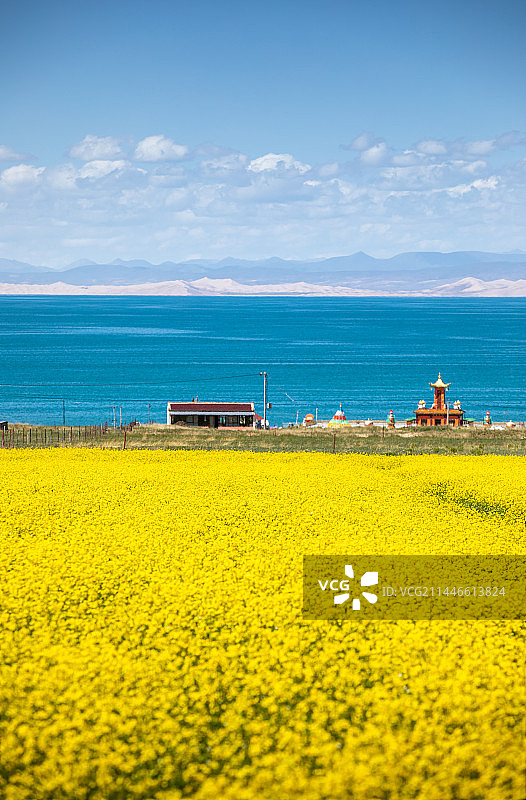 青海湖畔的油菜花图片素材