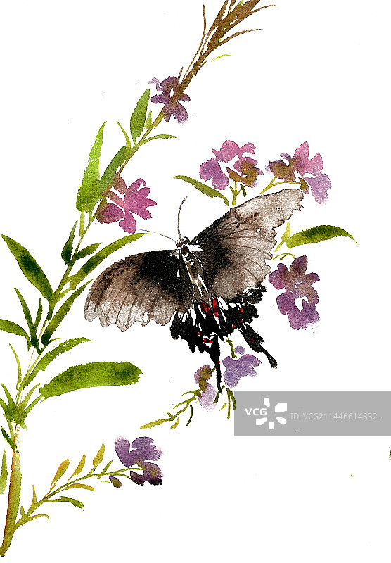 采花蜜的蝴蝶图片素材