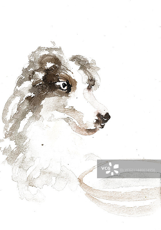 喝水的边牧犬图片素材