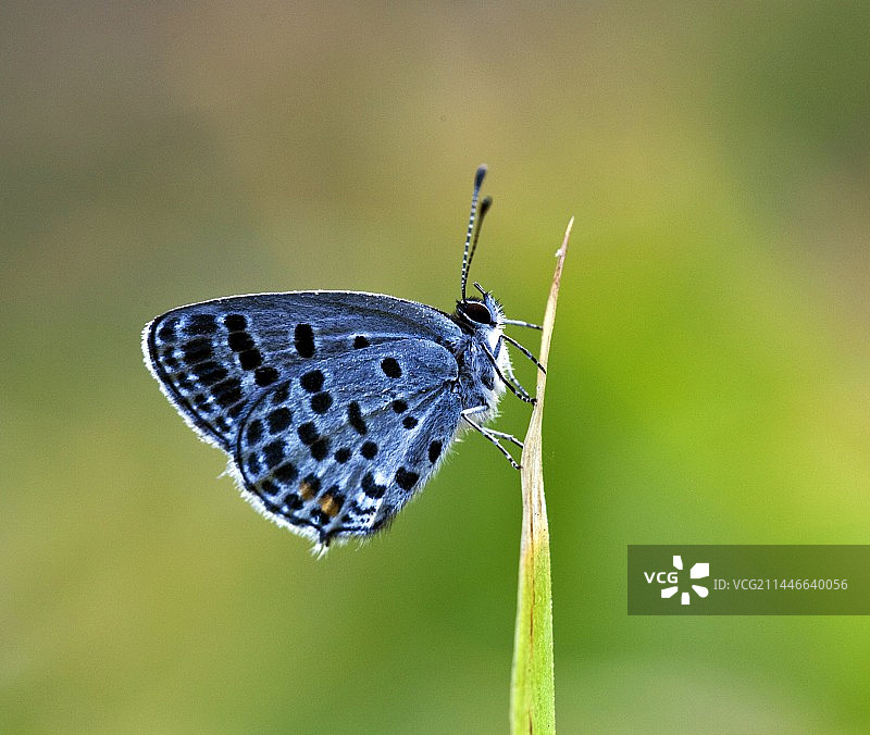 枯叶尖上的灰蝶图片素材