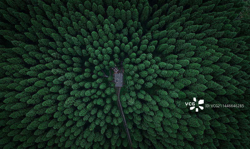 森林中树木的高角度视图图片素材