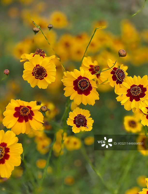 金鸡菊图片素材