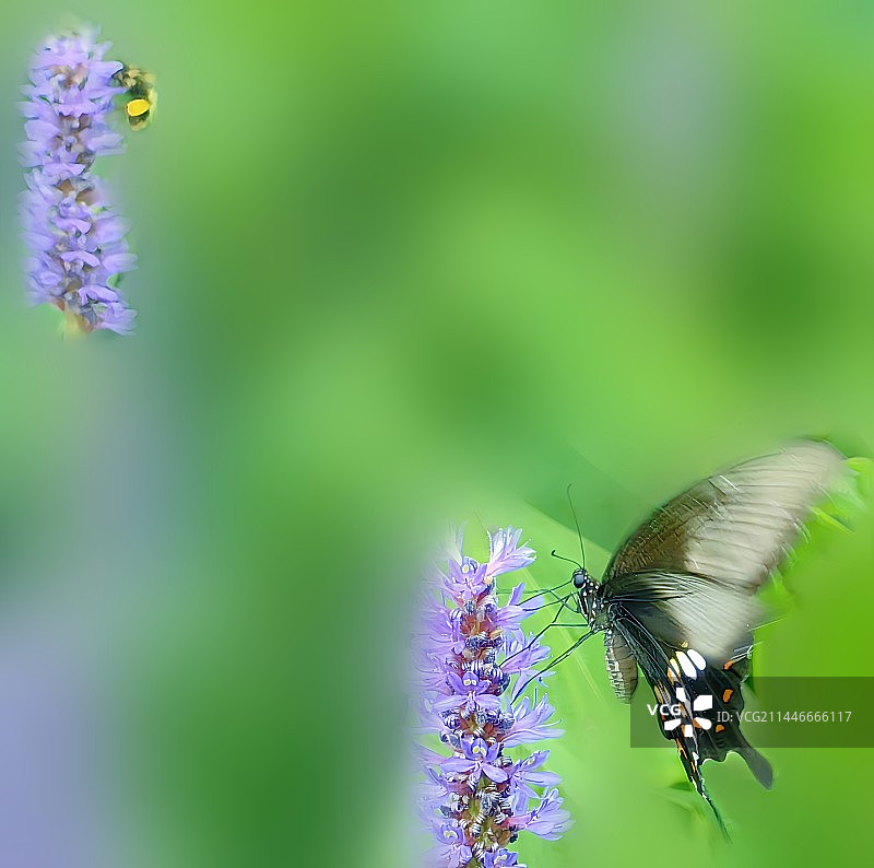 蜂蝶，恋花。杭州西溪湿地小景 右下角的主角是玉带凤蝶，紫花植物是雨久花/梭鱼草。图片素材