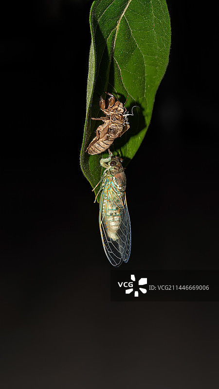 夏蝉金蝉知了脱壳过程图片素材