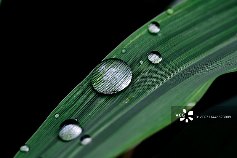 叶子上的露珠图片素材