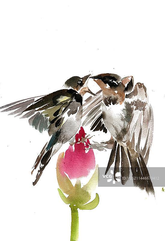 喂食的小鸟图片素材