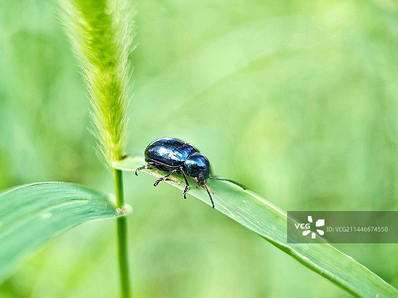 狗尾草上的金龟子图片素材