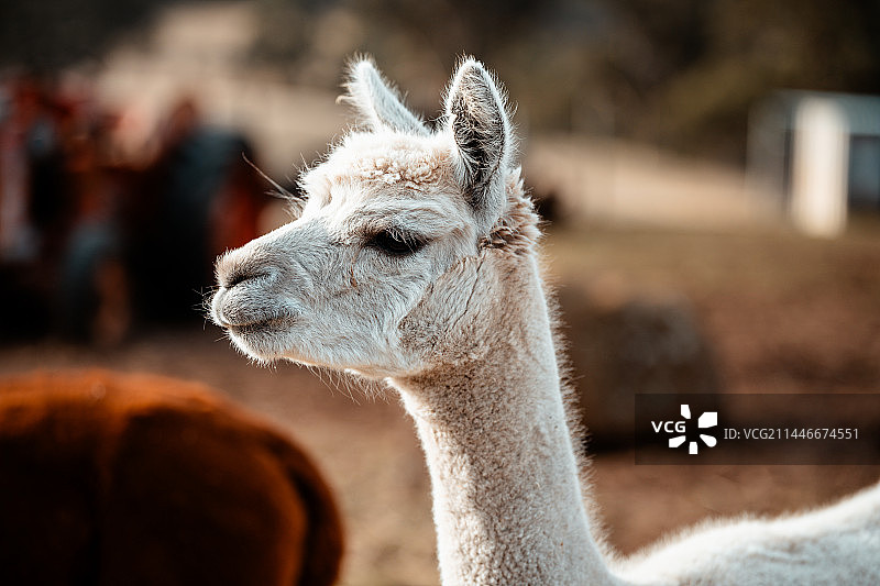 羊驼特写图片素材