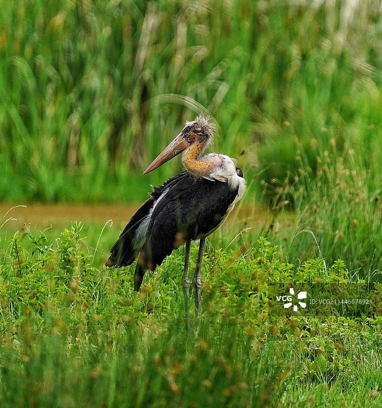 在大理湿地里的秃鹳图片素材