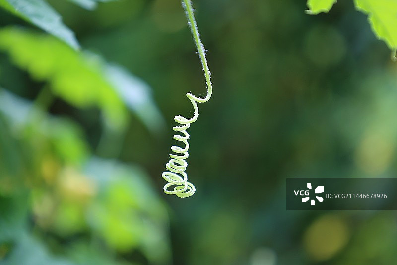 光影 丝语图片素材