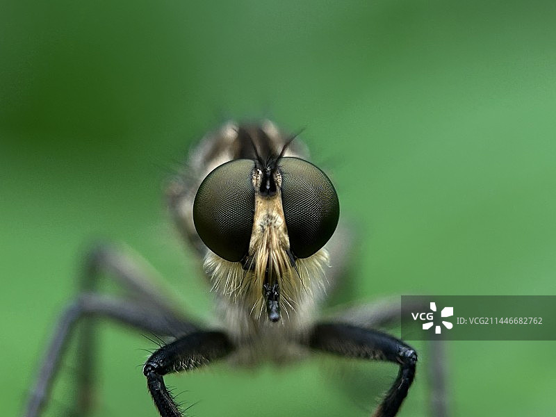 食虫虻图片素材