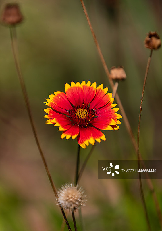 公园里的天人菊花朵图片素材