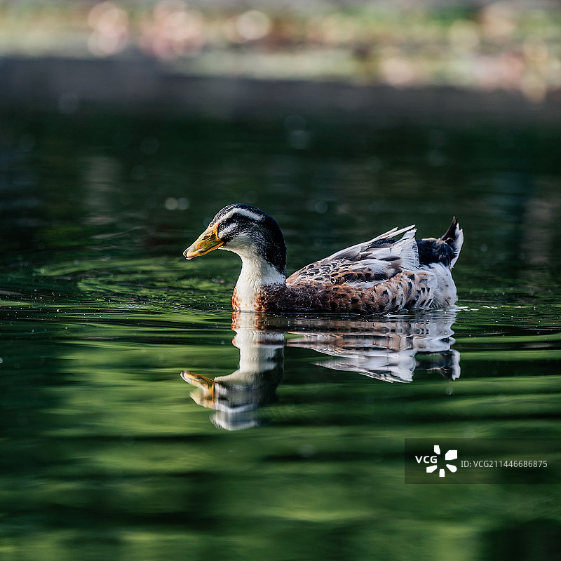 野鸭图片素材