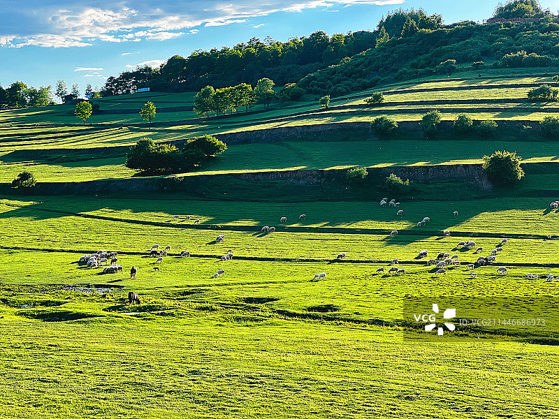 蓝天下牧场上的羊群图片素材