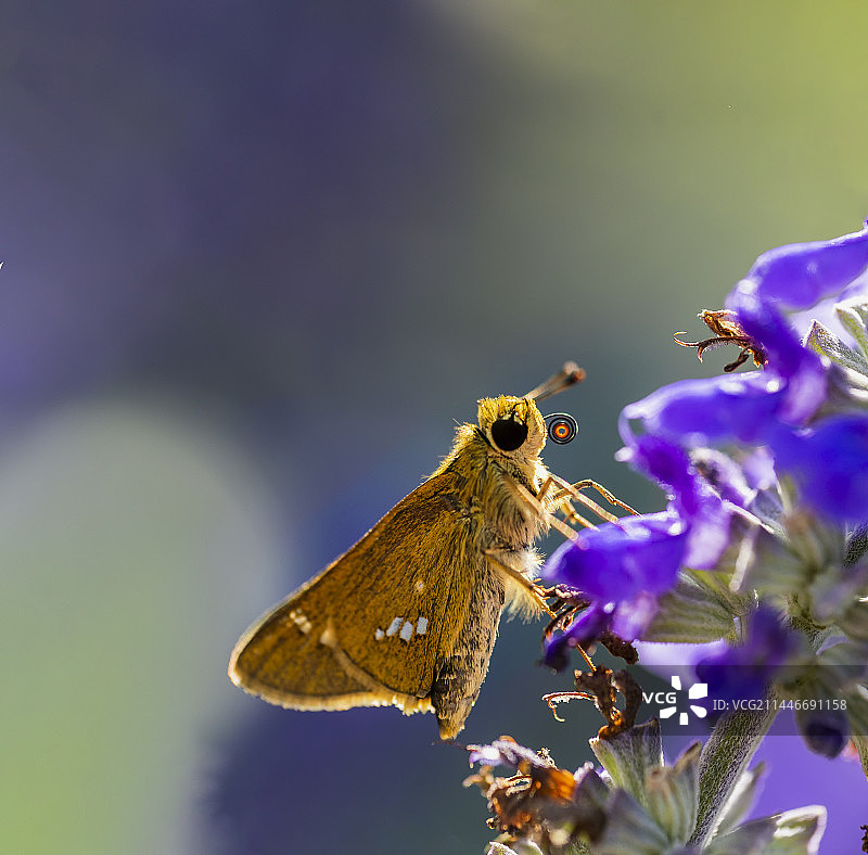 带甜甜圈的稻弄蝶图片素材