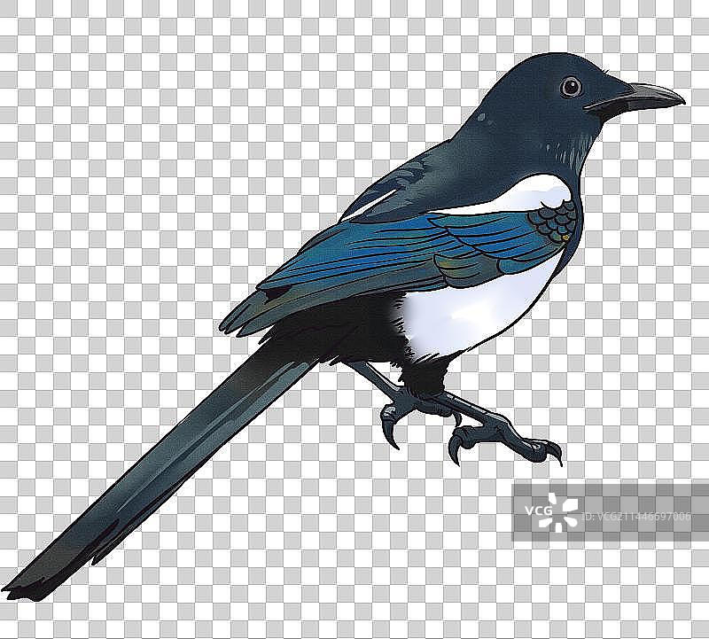 七夕喜鹊1图片素材