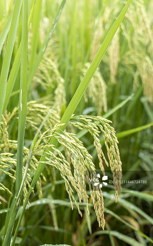 水稻稻穗特写图片素材
