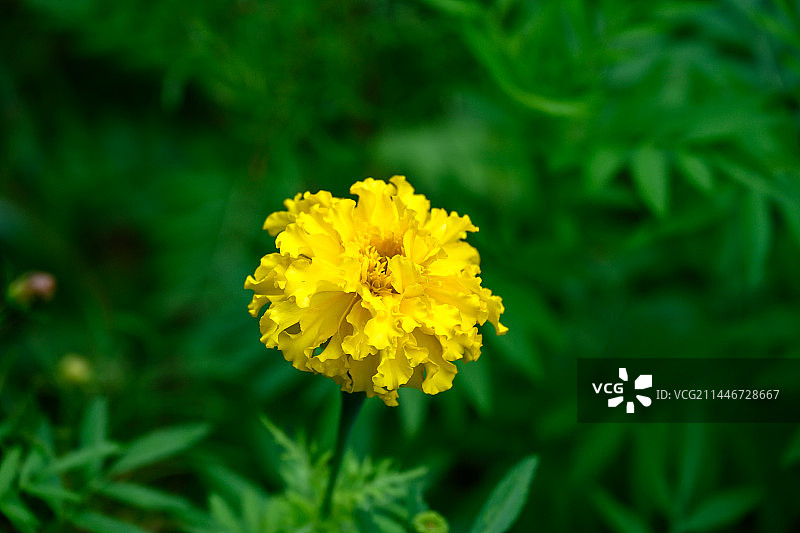 黄色的万寿菊图片素材