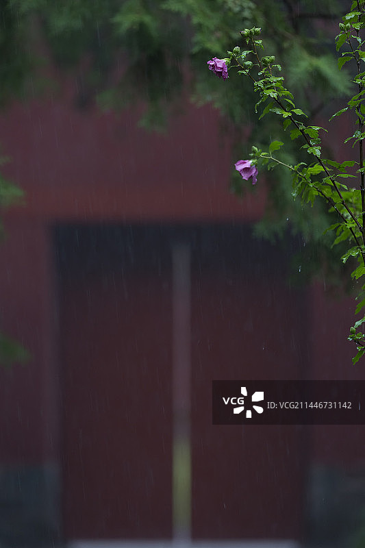 故宫下雨中的木槿花图片素材