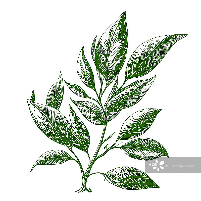 涂鸦风格的手绘茶叶速写图片素材