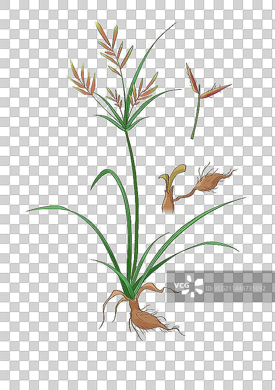 插画手绘中药材香附图片素材