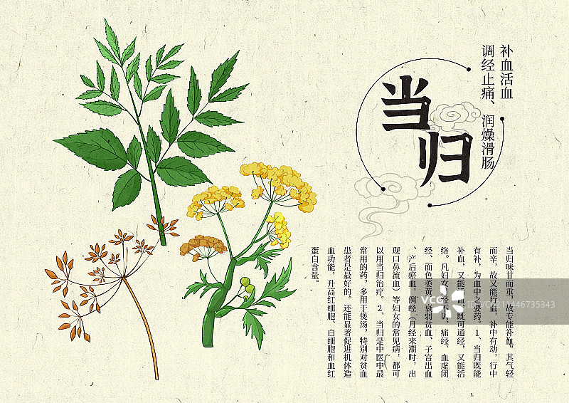 插画手绘中药材当归设计排版图片素材
