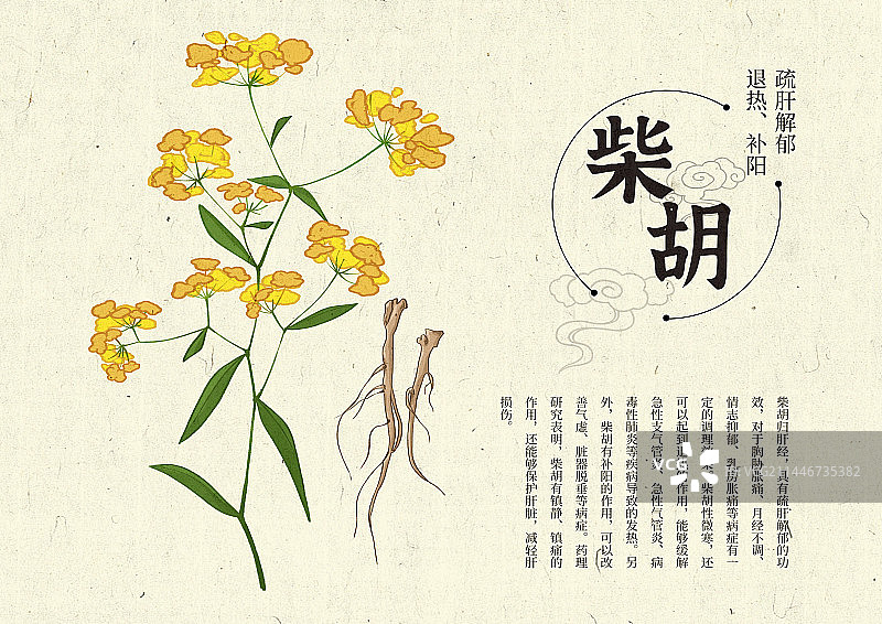 插画手绘中药材柴胡设计排版图片素材