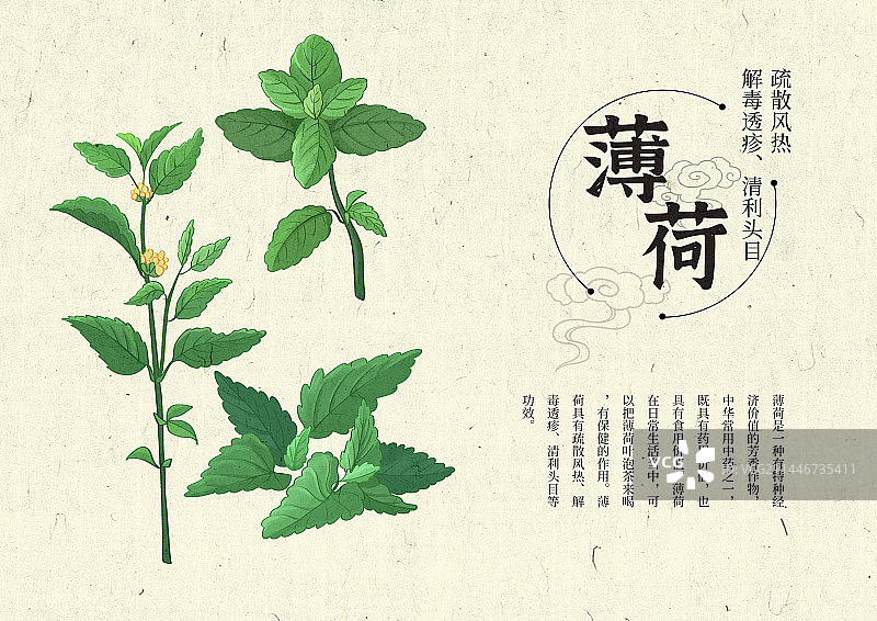 插画手绘中药材薄荷设计排版图片素材