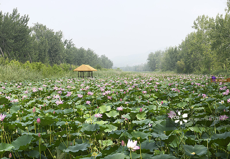 山东枣庄滕州市微山湖红荷湿地景区夏日美景图片素材
