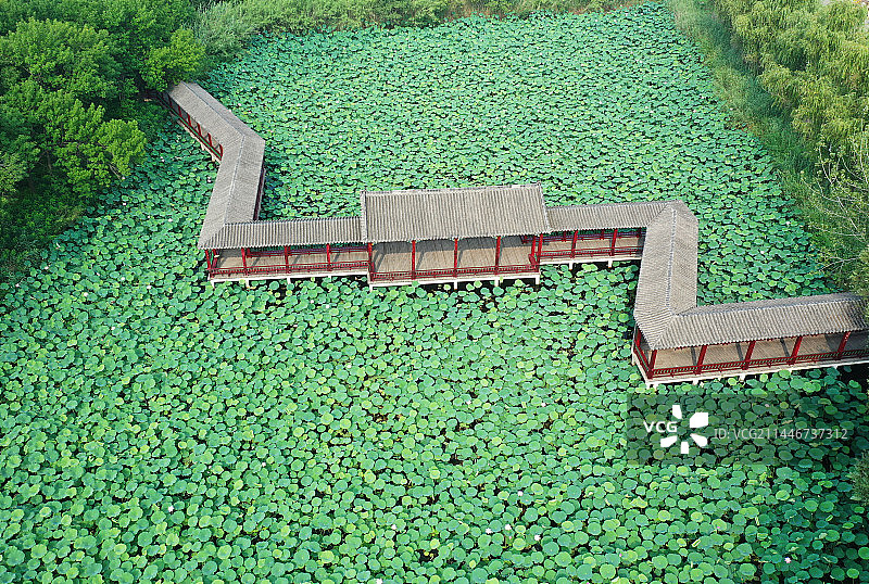 山东枣庄滕州市微山湖红荷湿地景区夏日美景图片素材