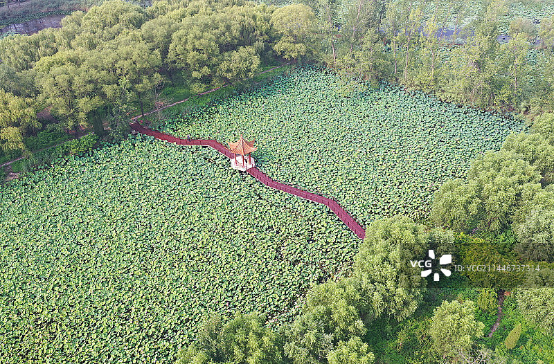 山东枣庄滕州市微山湖红荷湿地景区夏日美景图片素材
