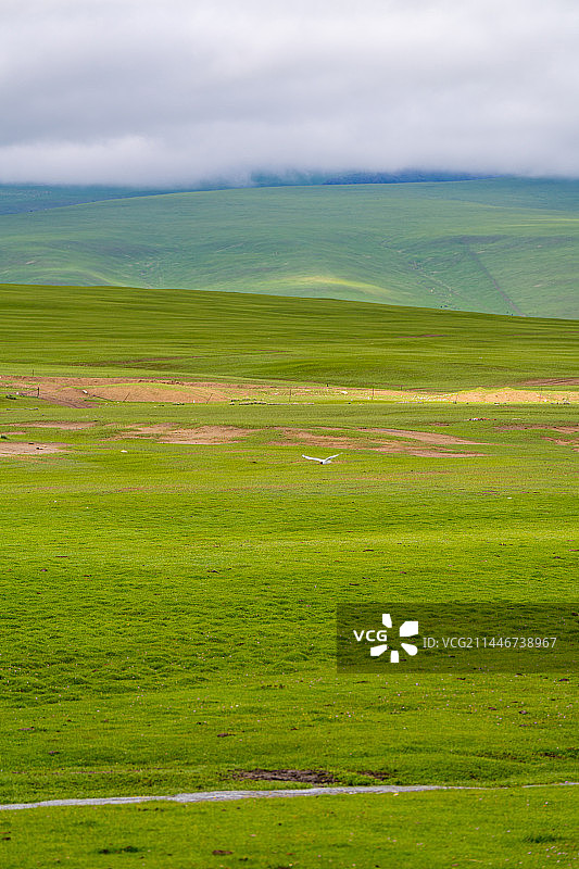 红嘴鸥图片素材