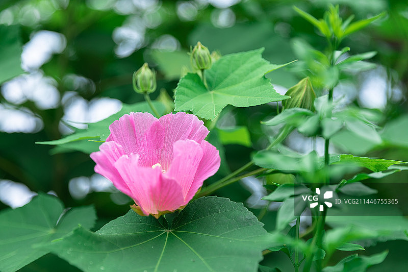 芙蓉花图片素材