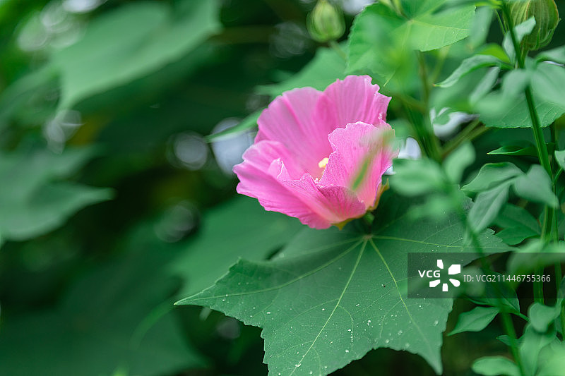 芙蓉花图片素材