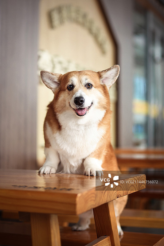 站立趴着桌子上的威尔士柯基犬图片素材