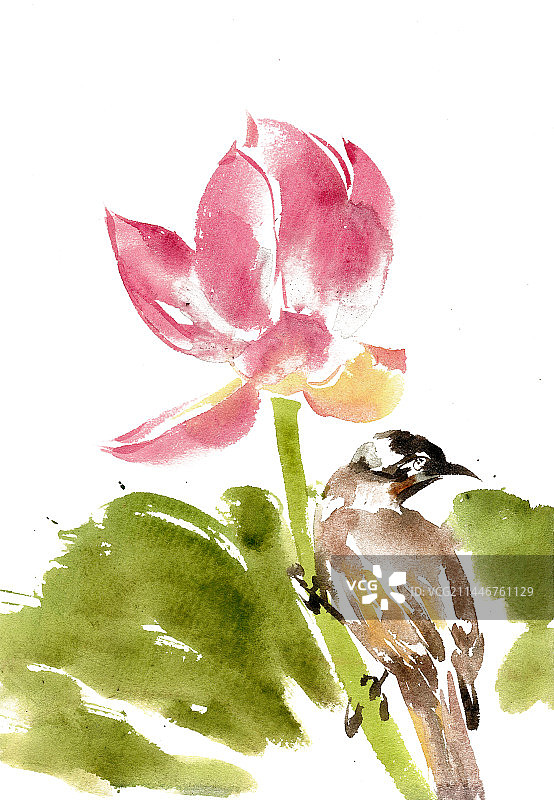 荷花下的小鸟图片素材