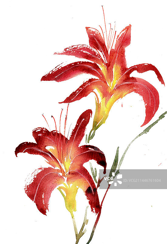 红色的百合花图片素材