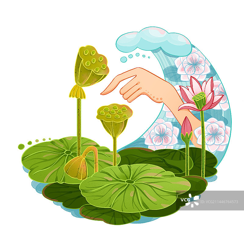 荷花池摘莲子图片素材