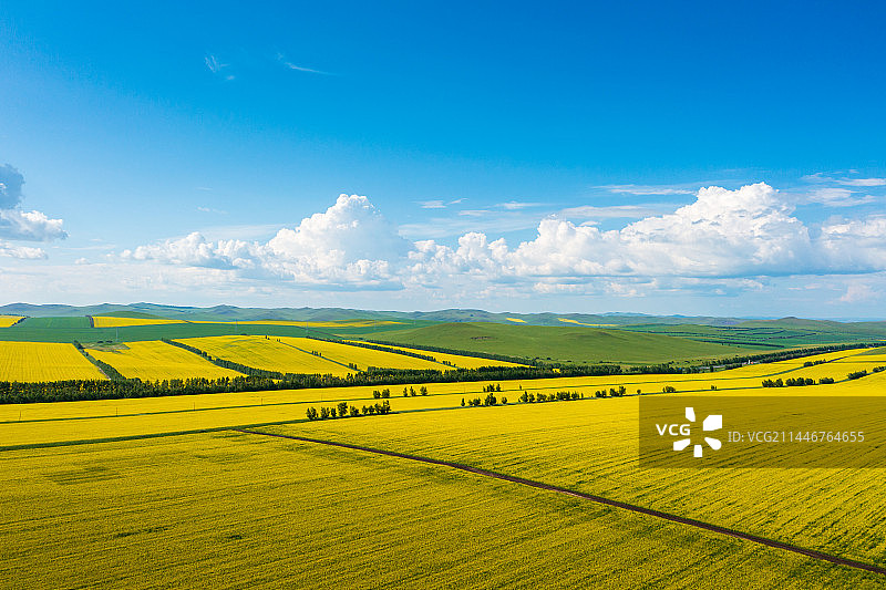 航拍 内蒙呼伦贝尔夏季的油菜花田图片素材