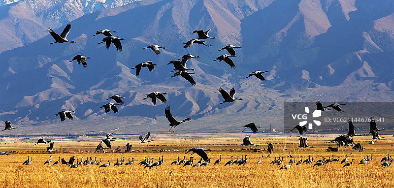 飞越天山的蓑羽鹤2图片素材