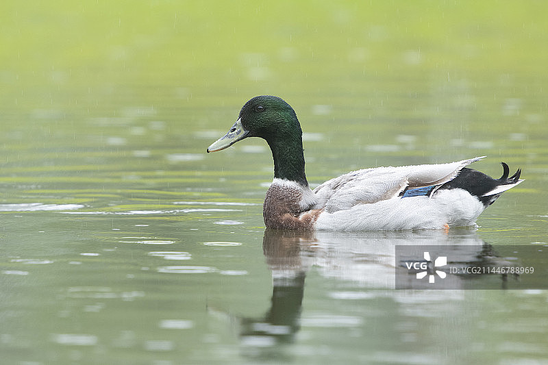 绿头鸭图片素材