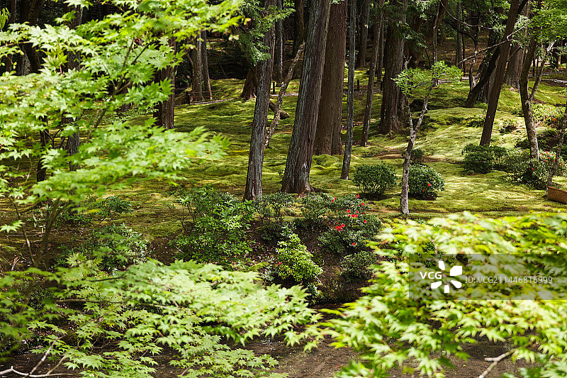 日本京都苔寺、西芳寺寺庙园林建筑风光图片素材