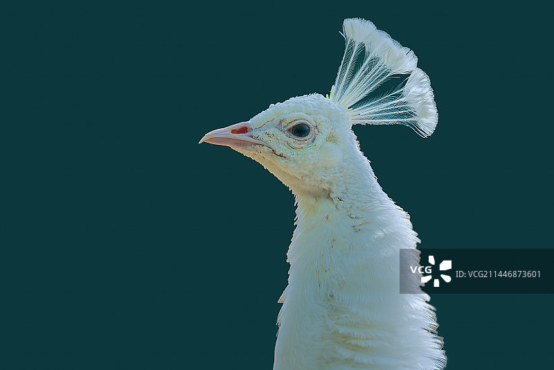 动物特写，白孔雀头部图片素材