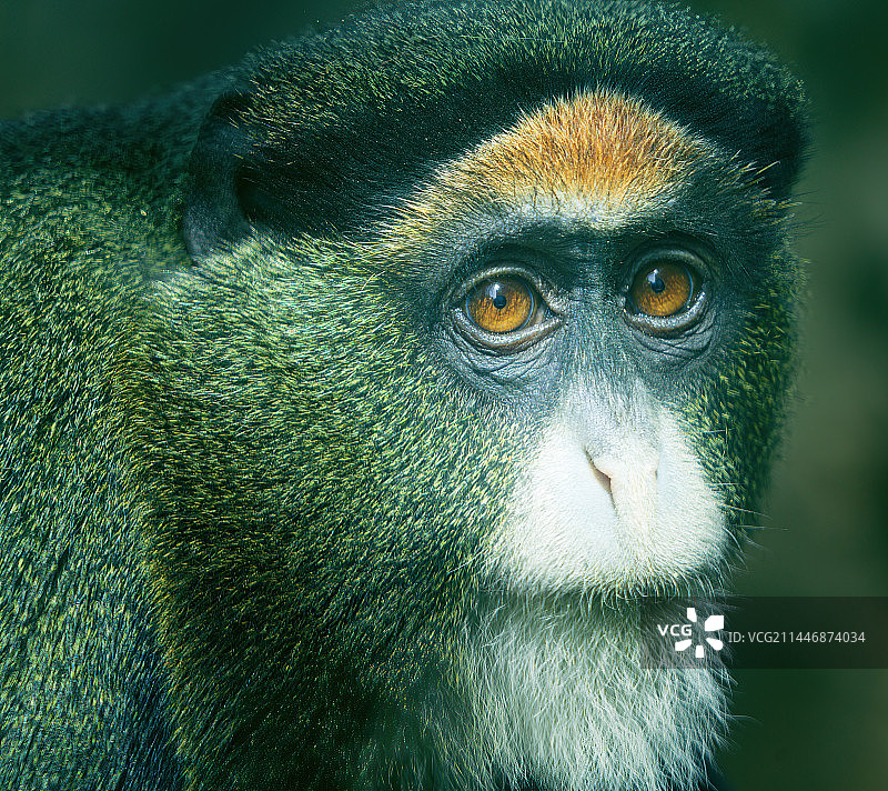 灵长类动物头像，全身像图片素材