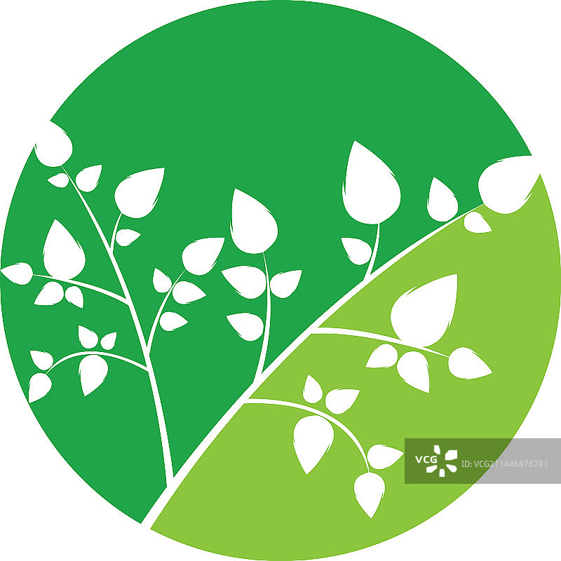 辣木叶模板图片素材