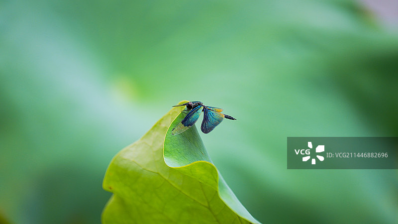 黑丽翅蜻图片素材