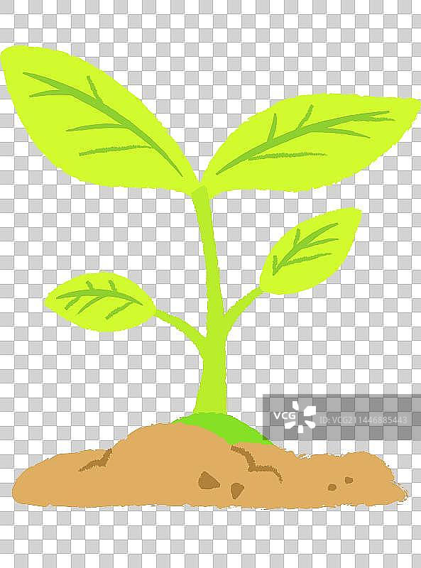 Seedling Growing out from Soil图片素材