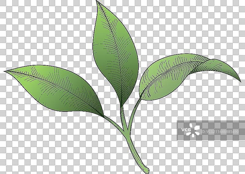 Engraved Style Plant Seedling图片素材