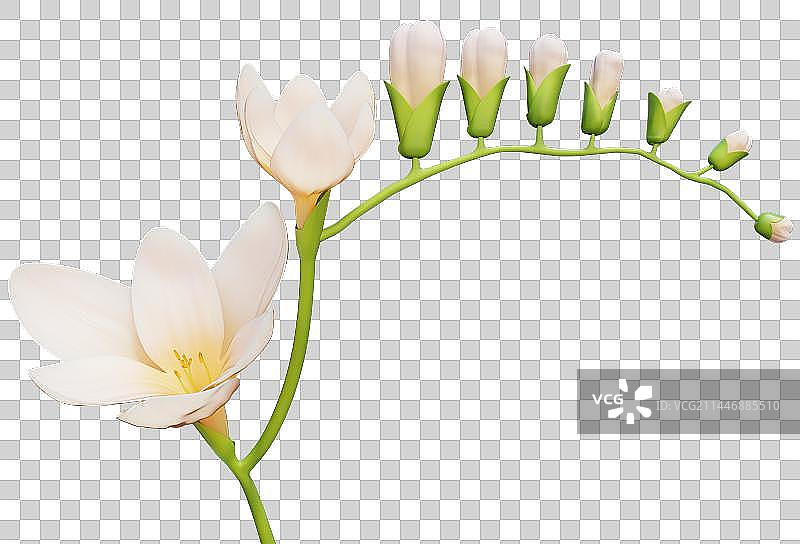 3D Light Pink Freesia Flower Buds图片素材