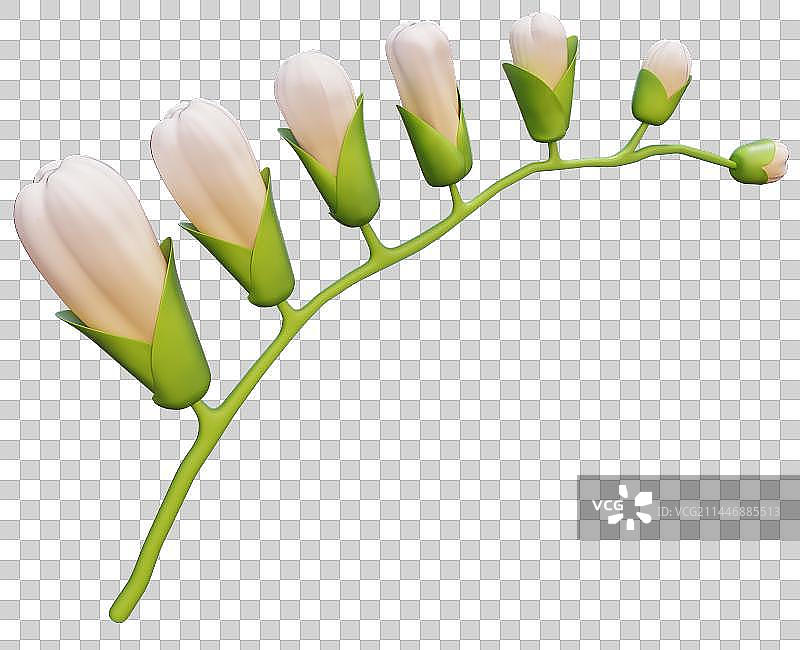 3D White Freesia 花图片素材